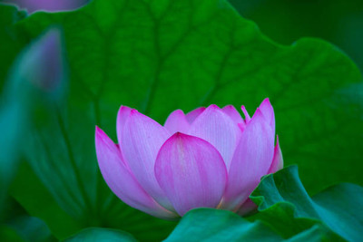 seedex lotus,kamal gatta Seed(15 per packet)