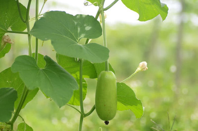 the green dotcom Fresh VNR Botlle Gourd (lokki) Vegetable Hybrid Seed(100 per packet)