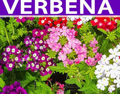 ORAKLE Mix - Verbena Flower Seed(200 per packet)