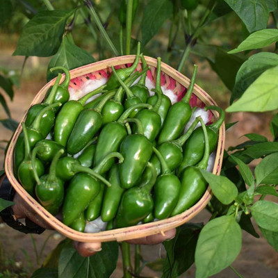 DEYS AGRO ™ hybrid bullet chilli seeds,hot papper Seed(450 per packet)