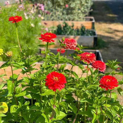 AMAJIT Common zinnia_26 Seed(26 per packet)