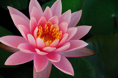 nizex lotus,kamal gatta Seed(14 per packet)