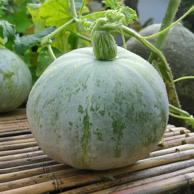 DEYS AGRO ™ hybrid ash gourd seeds vegetable plant Seed(34 per packet)