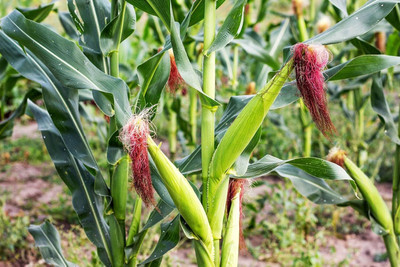 LPR SWEET CORN Seed(100 per packet)