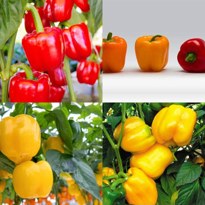ibains Bell pepper seeds shimla mirchi 67 Seed(67 per packet)