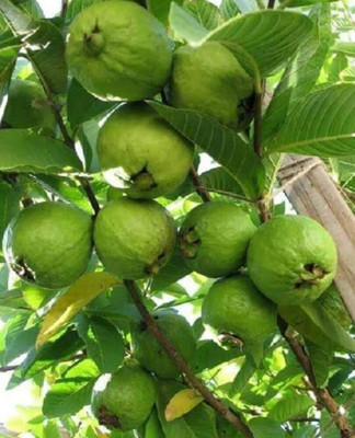Flipkart SmartBuy Guava Jaam Amrood Seed(20 per packet)