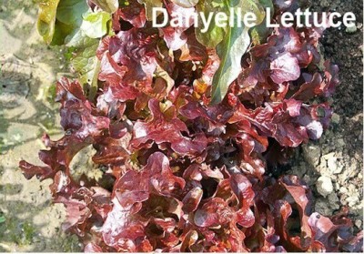 CYBEXIS GUA-66 - Danyelle Lettuce - (1350 Seeds) Seed(1350 per packet)