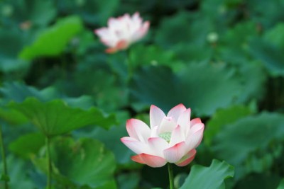 MAA lotus,kamal seeds Seed(5 per packet)