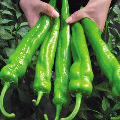 KNESSiN Big Jim Chilli Pepper Seed(200 per packet)