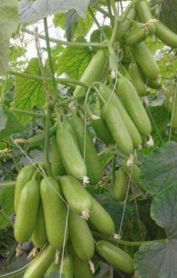 Cloud Farm Kgp cucumber seeds highest yield variety early fruiting dark green fruits Seed(1 per packet)