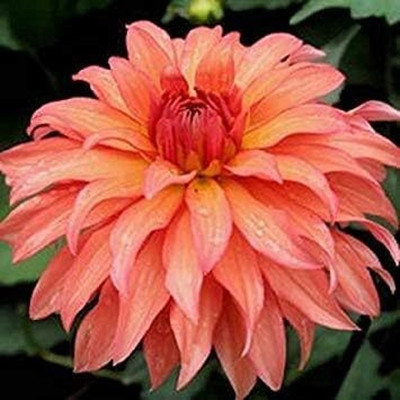 LPR DAHLIA Seed(20 per packet)