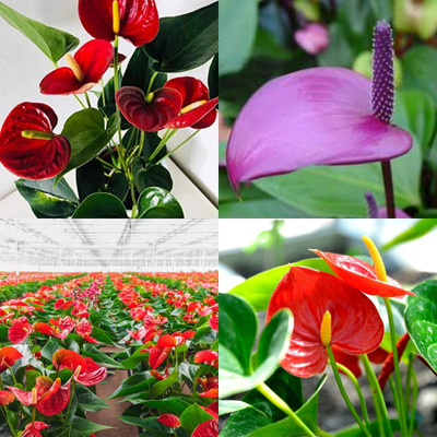 ibains Anthurium seeds mix colour 40 Seed(40 per packet)
