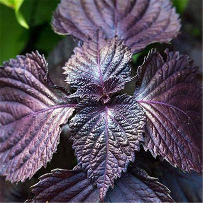 CYBEXIS XLR-57 - Red Shiso - (750 Seeds) Seed(750 per packet)
