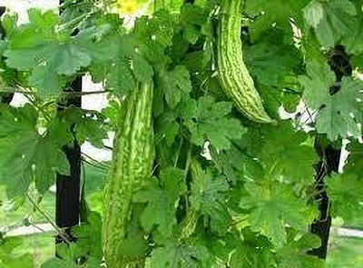 Seedsqlty Bitter gourd seeds hybrid f1 for all seasons Seed(11 per packet)