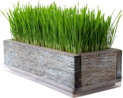 KNESSiN Grow Wheat Grass - for Pet / Dog / Cat Grass[2000 Seeds] Seed(2000 per packet)