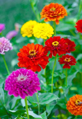 abiswas Zinnia All Colour Flower Seeds, Zinnia Red, Zinnia Pink Seed(37 per packet)