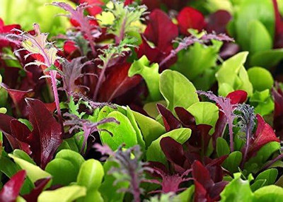 Qualtivate VXI-837 This is a Mix!Microgreens Mix 40 Varieties Seed(200 per packet)