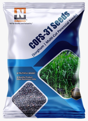 Numinous CoFs-31, Sorghum, Jowar, Multi-cut Perennial, Fodder Grass Seed(1 kg)