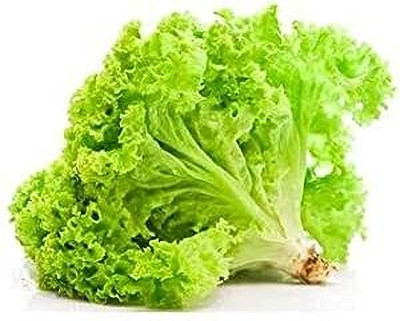 Aywal Round Lettuce Iceberg Vegetable Seed(500 per packet)