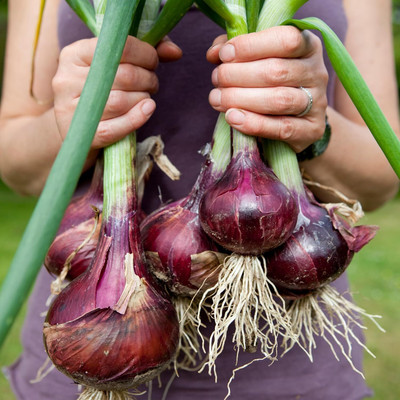 Biosnyg Non GMO Red Creole Onion Seeds For Gardening-(1500 Seeds) Seed(1500 per packet)