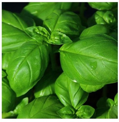 Qualtivate VVI-2 Superbo - Basil Seeds Seed(1000 per packet)