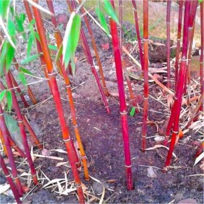 BDSresolve chinese bamboo seed Seed(75 per packet)