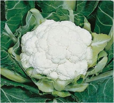 CYBEXIS Cauliflower - All Year Round Seeds2000 Seeds Seed(2000 per packet)