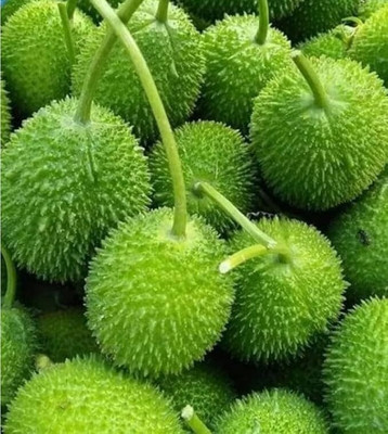 GREENSEA Hybrid Kantola, Kakoda, Kakrol Seed(50 per packet)