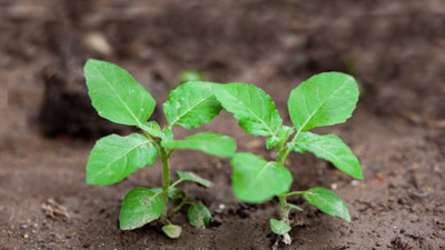 the green dotcom Rama Tulsi Seeds, Holy Basil Seed(260 per packet)