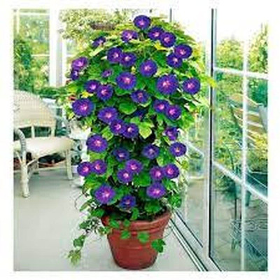 Qualtivate LX-74 Morning Glory/Ipomia Flower Mixed F1 Hybrid CREEPER SEEDS Seed(50 per packet)