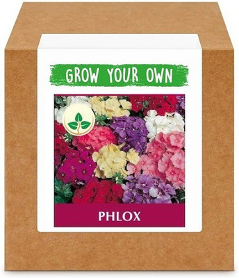 CYBEXIS Phlox-50 Seeds Seed(50 per packet)