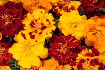 BJUBAS Marigold seeds pack of 122 Seed(122 per packet)