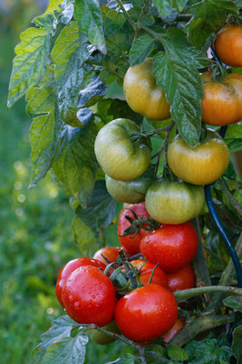 Pensare tomato Seed(105 per packet)
