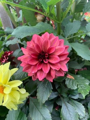 Lorvox Rare Red and White Point Dahlia Seed(28 per packet)