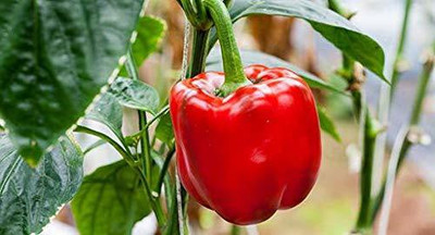 CYBEXIS LXI-73 - RED CAPSICUM (SHIMLA MIRCH) - (1350 Seeds) Seed(1350 per packet)