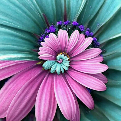 CYBEXIS Flower Seeds of Spiral Chrysanthemum Seed(25 per packet)