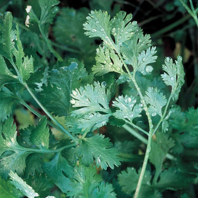 VibeX PUAS-77 - Longstanding Cilantro - (2250 Seeds) Seed(2250 per packet)