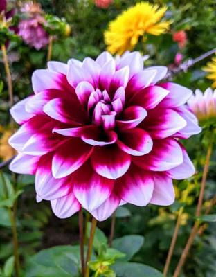 DEYS AGRO ™ dahlia flowers seeds,double MIX Seed(64 per packet)