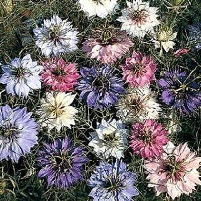 WILLVINE NBIR-17 Greek Basil Basilico Greco Seed(1000 per packet)