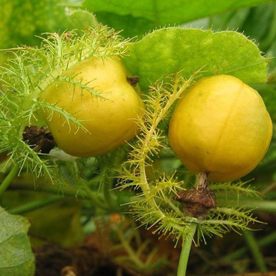 WILLVINE Lemon Tree Seeds-[50 Seeds] Seed(50 per packet)