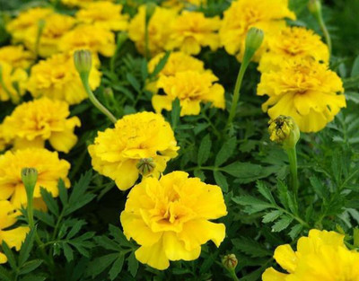 Biosnyg MARIGOLD GULZAFRI YELLOW SEEDS [200 Seeds] Seed(200 per packet)