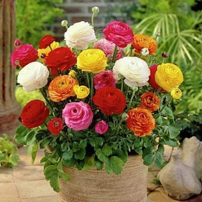 Epazo Imported Ranunculus Mix Color Flower Bulbs For All Season Gardening Seed(1 per packet)