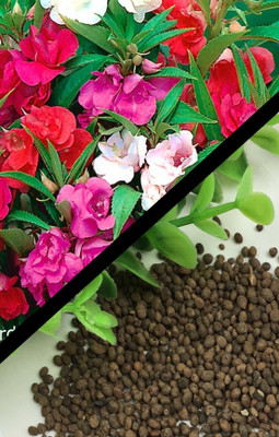 Cloud Farm BALSOM Seed(15 per packet)
