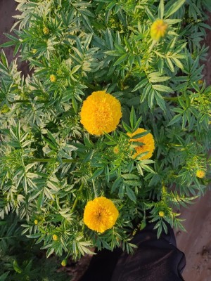 Aywal African Hybrid Marigold (Genda) Seed(5 per packet)