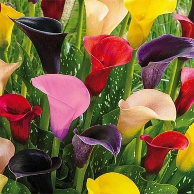 zabbus Calla lily Flower Bulbs for Winter Season Mixed Seed(1 per packet)