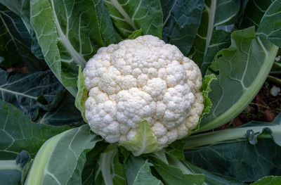 Arlo white cauliflower,gobhee seeds Seed(14 per packet)