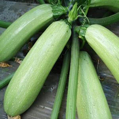 CRGO ZUCCHINI Seed(125 per packet)