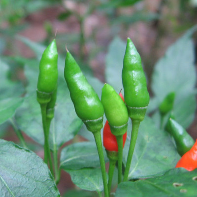 BDSresolve hybrid chilli seeds Seed(43 per packet)