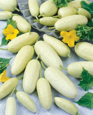 Quentova Cucumber Seed-VXI-6C Seed(200 per packet)