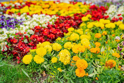 EasySeeds marigold/gende ka phool flower seeds Seed(75 per packet)